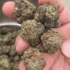 GELATO 41
