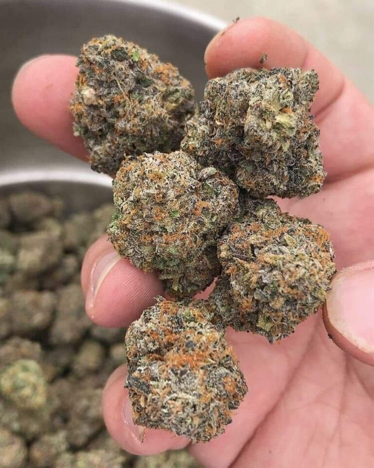 GELATO 41