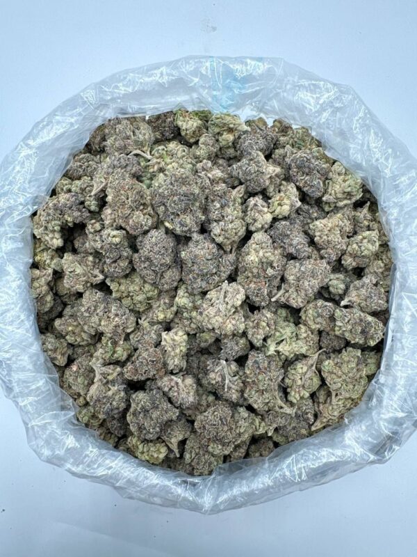PURPLE PANTHER 🔥🔥🔥