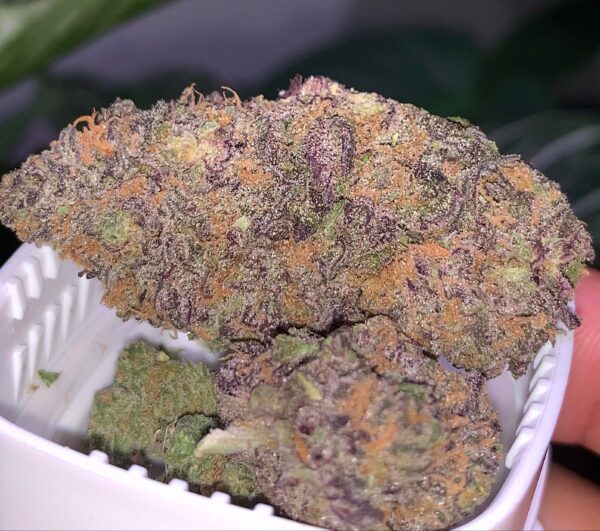 GRANDDADDY PURPLE